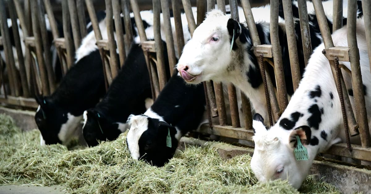 China Claims It Has Successfully Cloned 3 Super Cows That Can Produce Massive Amounts Of Milk