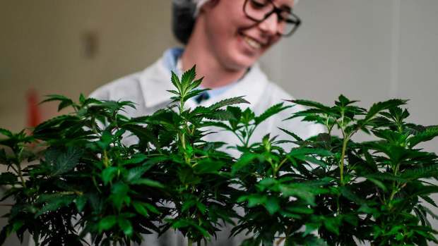 Morningstar High on Pot Growth, Sees U.S. Going Legal by 2023