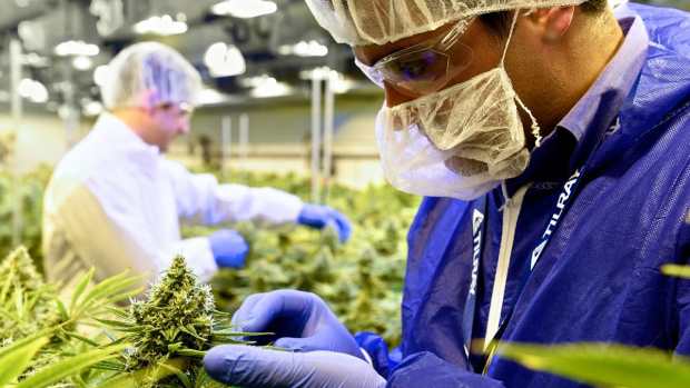 Cannabis Players All Remember Tilray but Will They Become Buyers Again?