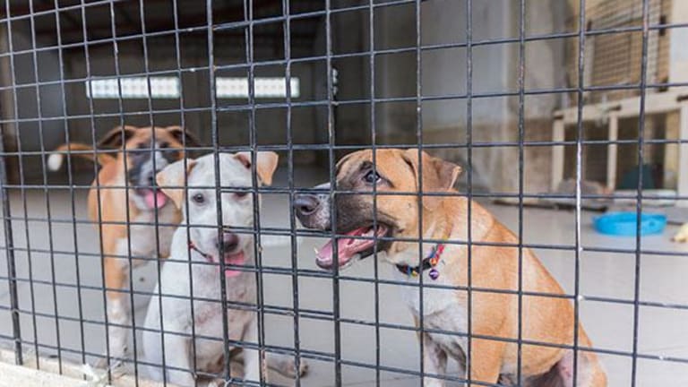 Should You Buy Your Animal from a Shelter or a Pet Store TheStreet