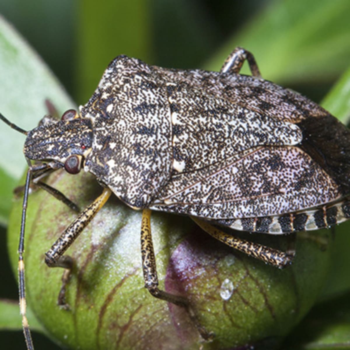 Stink Bugs In MD: How To Keep Them Out Of Your Home