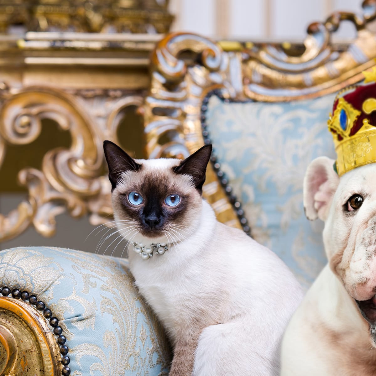The richest pets in the world  Nala Cat, Doug the Pug and Jiffpom