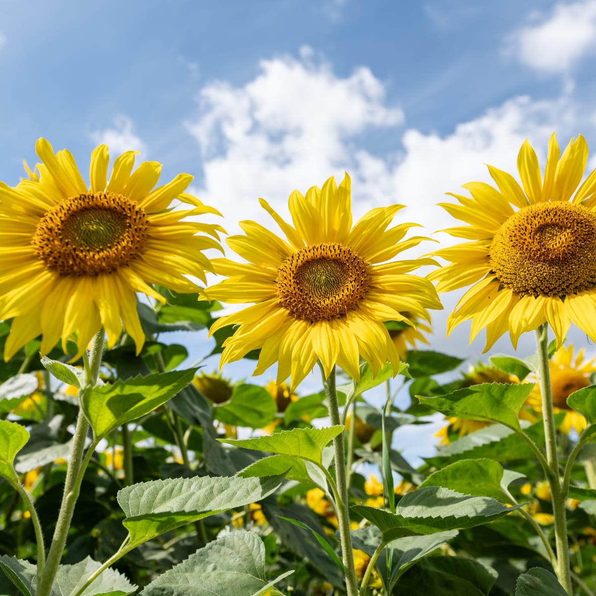 Sunflower field owners are begging tourists to stop taking off their  clothes - TheStreet