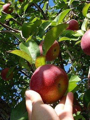 Apples, very a-peeling to all, Alstede Farms