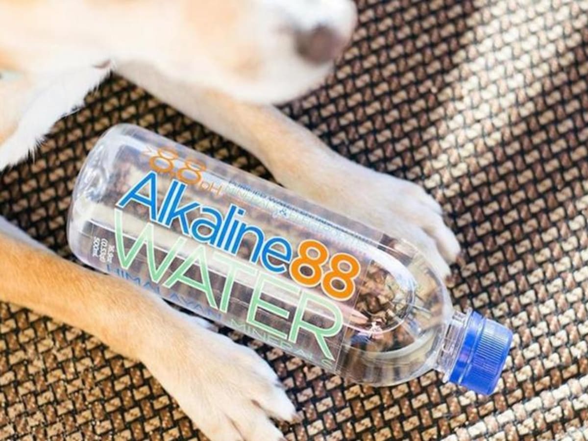 can dogs drink alkaline water