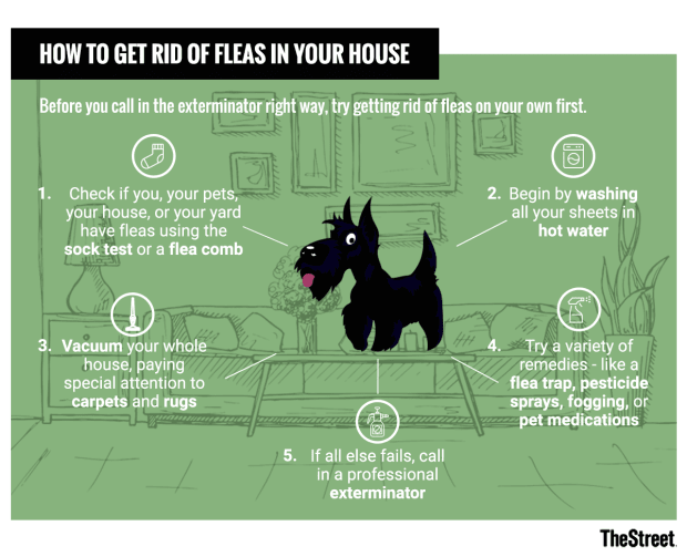 How To Get Rid Of Fleas In Your House And More Thestreet