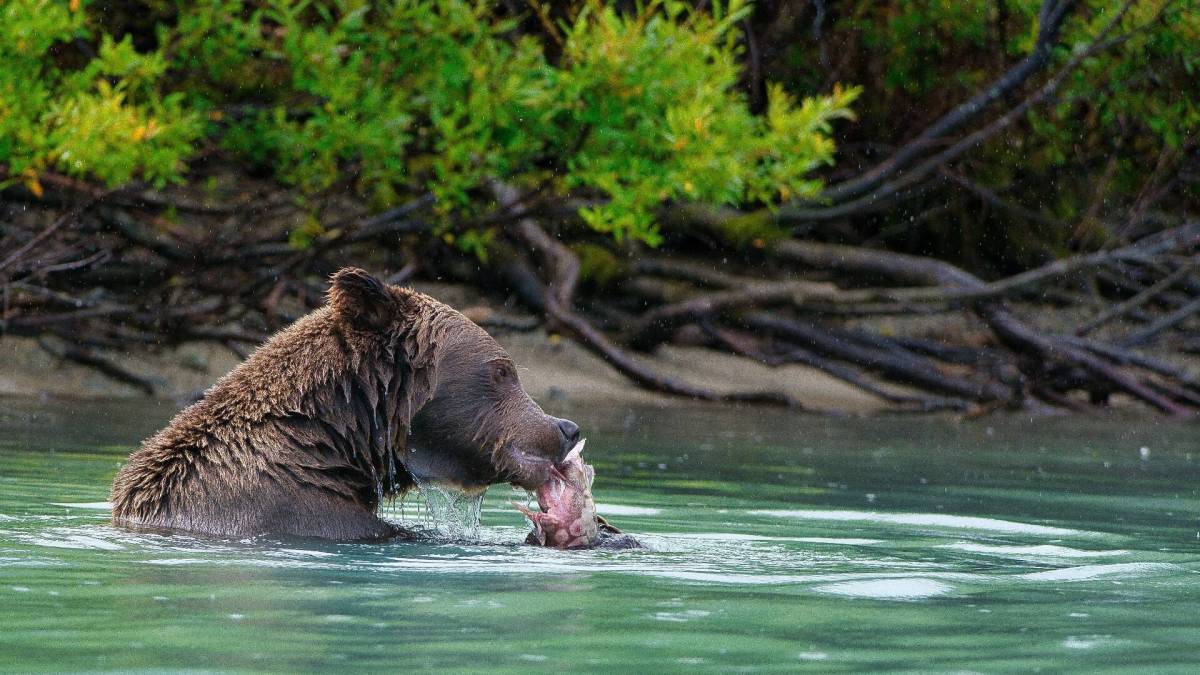 Visitors to the national park face potentially deadly encounters