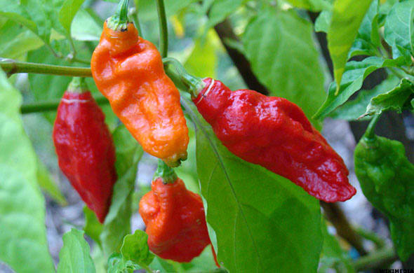 chili pepper