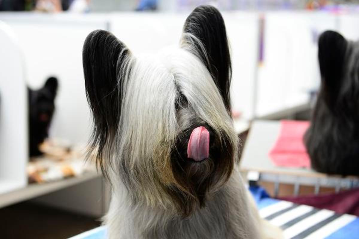 does the skye terrier bark a lot