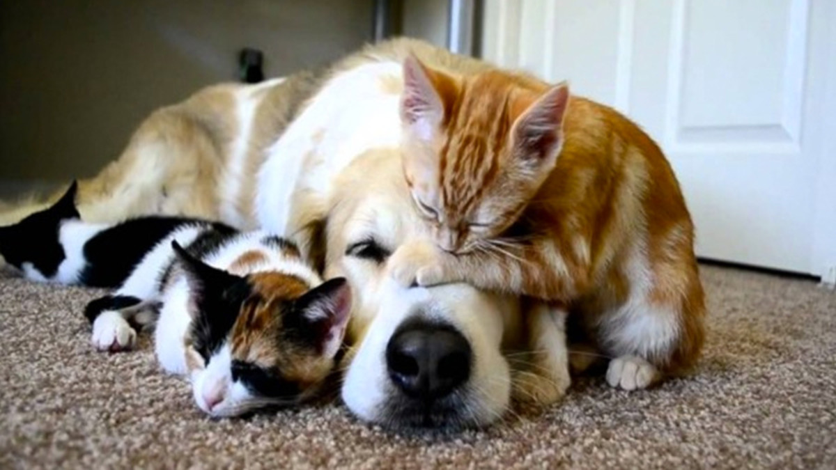 Кот и собака друзья