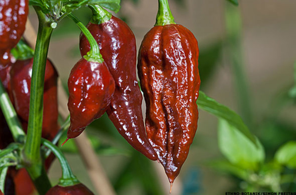 12 Hottest Chili Peppers in the World and the Three Best for Cooking ...