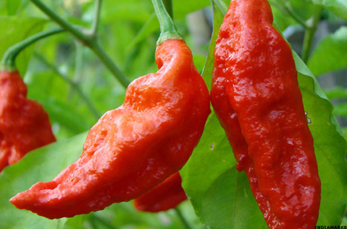 12 Hottest Chili Peppers In The World And The Three Best For Cooking 2254
