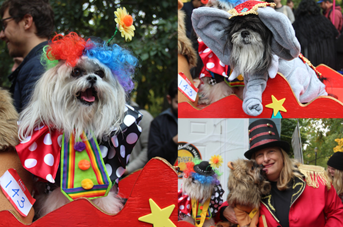 17 Adorable Dog Costumes, From Donald Trump to the Real Dracula