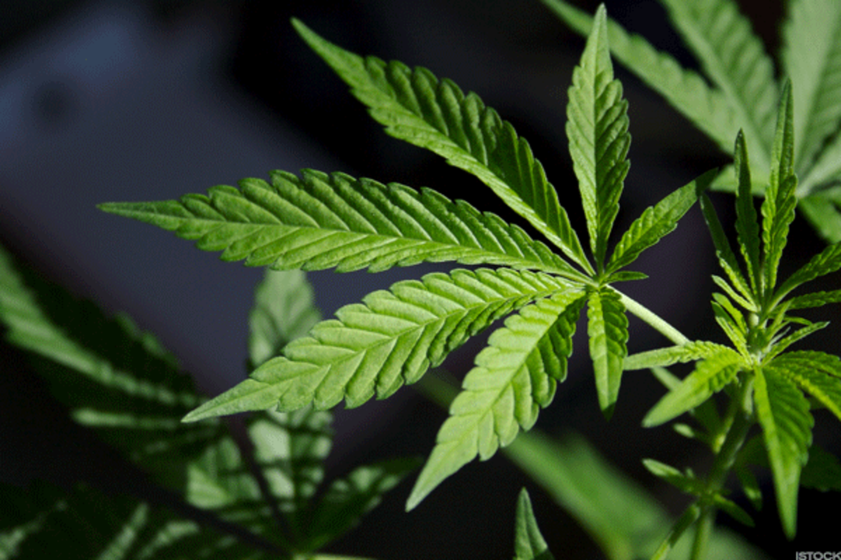 Cannabis Stocks Watchlist: Sundial Growers, Green Thumb - TheStreet
