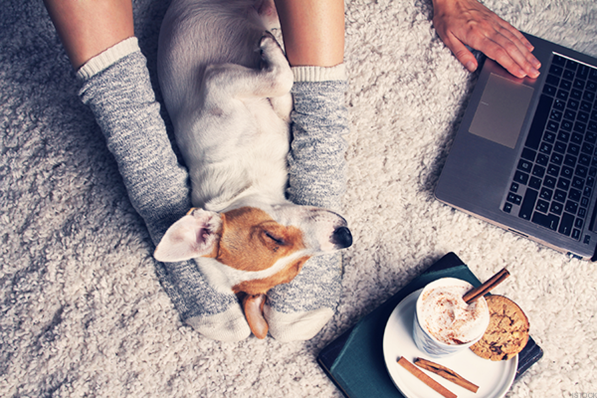 Pet Accessories for the Millennial Pet Parent: An Interview with