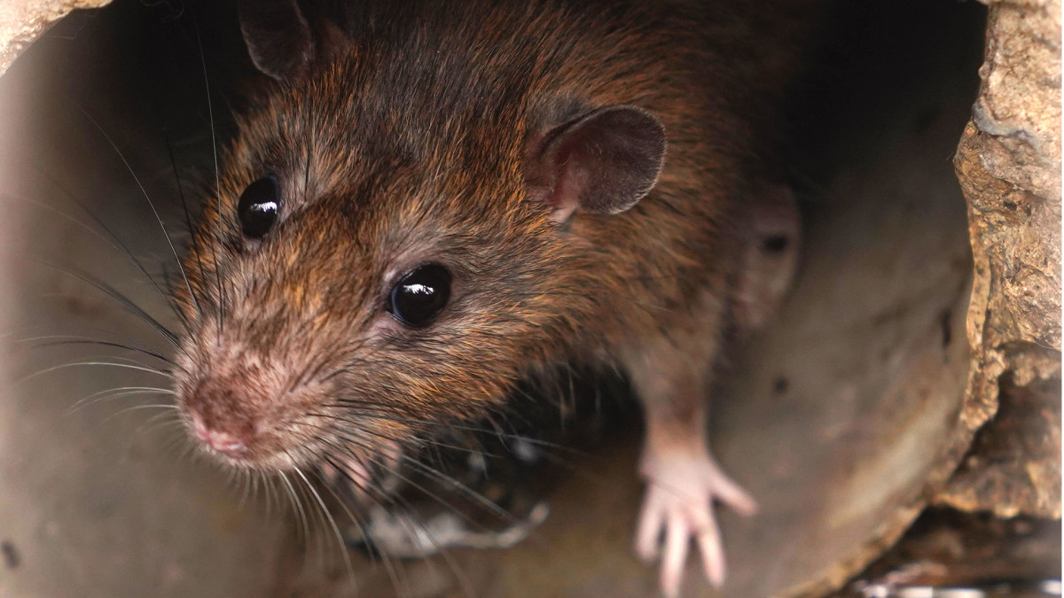 SenesTech Jumps After Deployments of Rat-Control Product - TheStreet