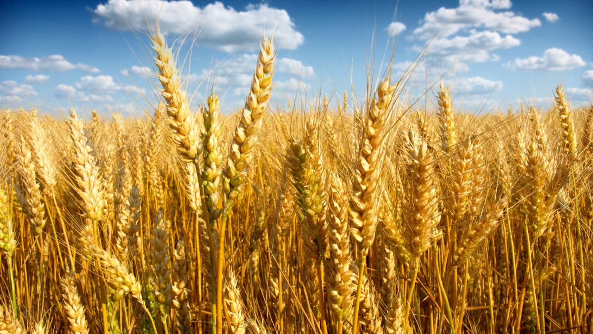 Яровая пшеница Зерновка