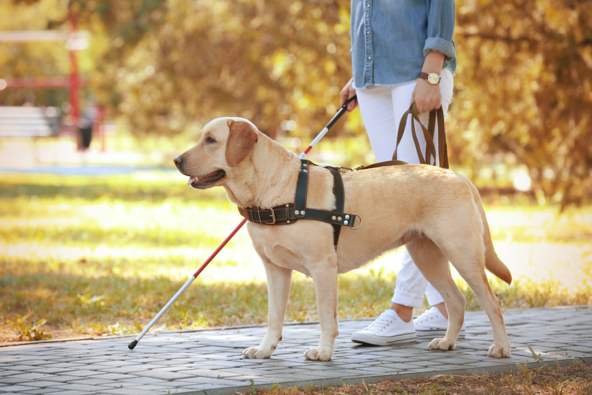 Most popular sales service dog breeds