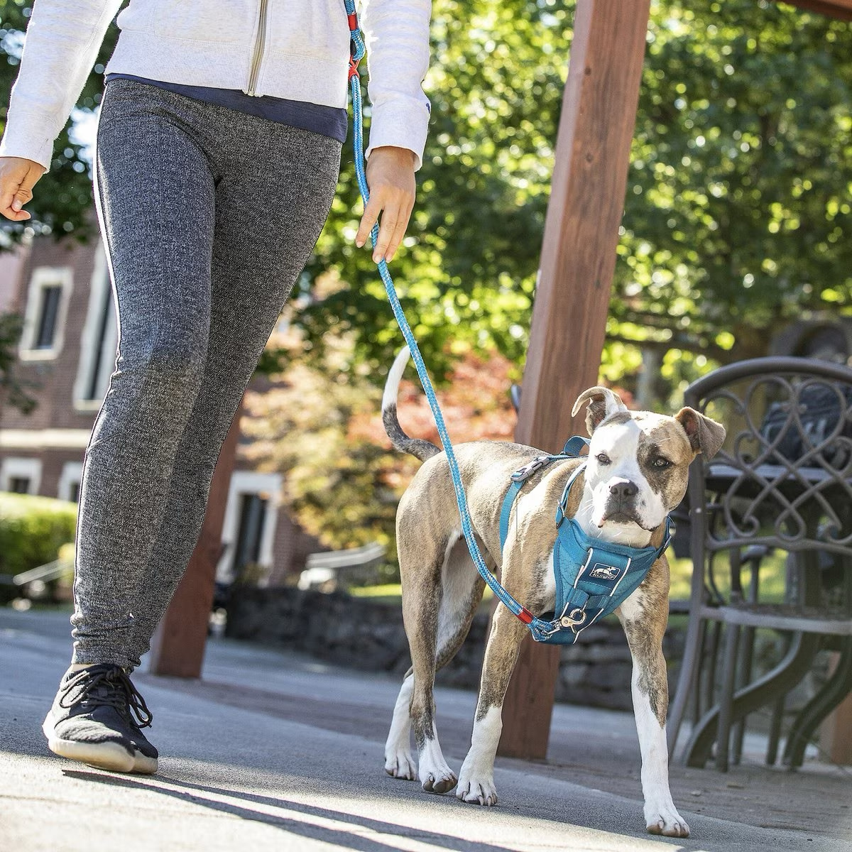 Chewy Designer Dog Backpack Harness