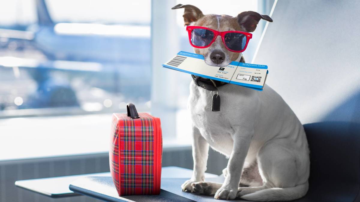 TSA says 'too many' people accidentally x-ray their pets when going through  security - TheStreet